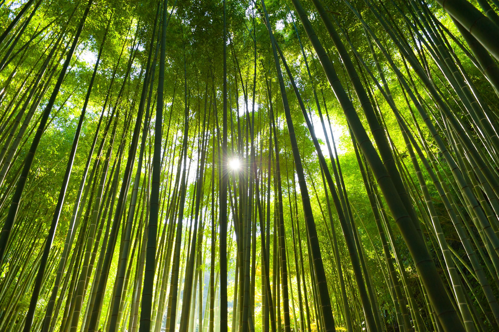 🎋 죽림 공원(치쿠린 코엔) 이미지 7